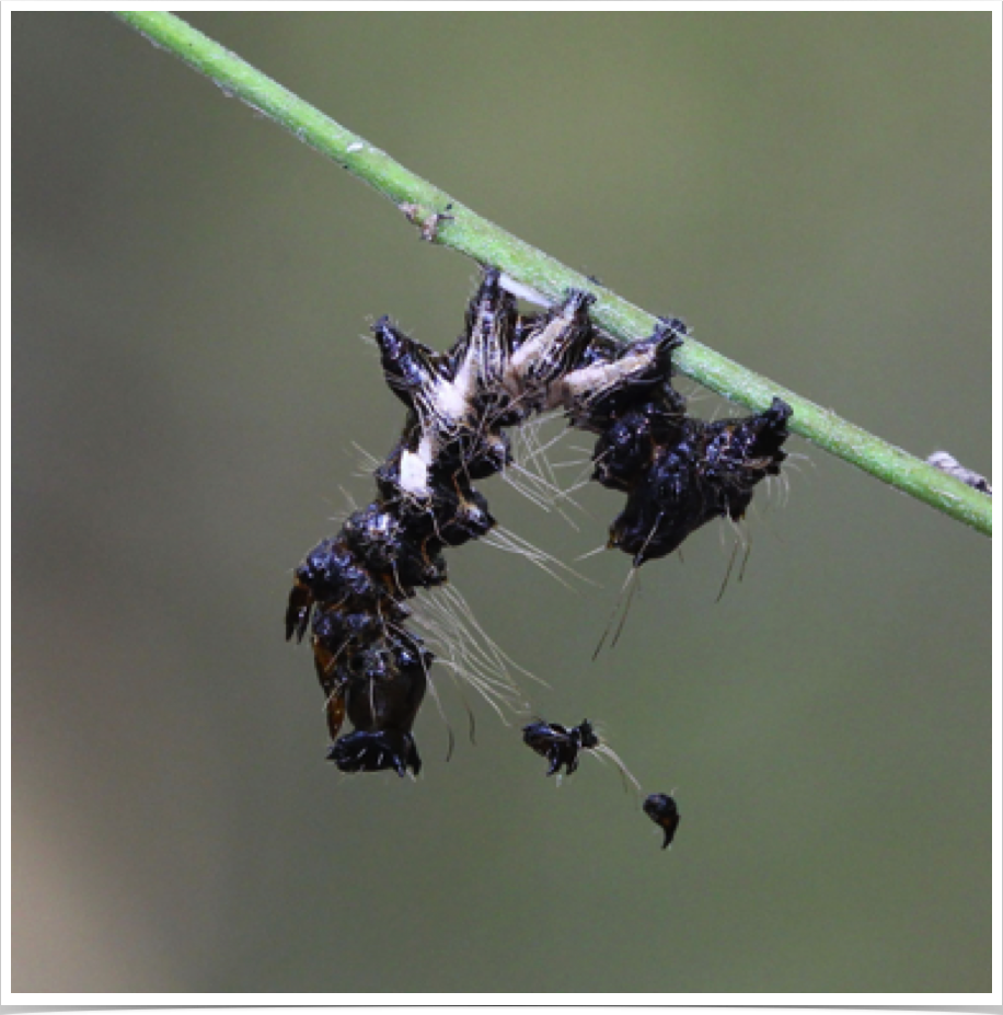 Harris' Three-Spot
Harrisimemna trisignata
Perry County, Alabama